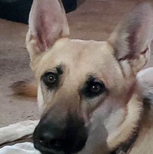 Meet your Posher, Troy